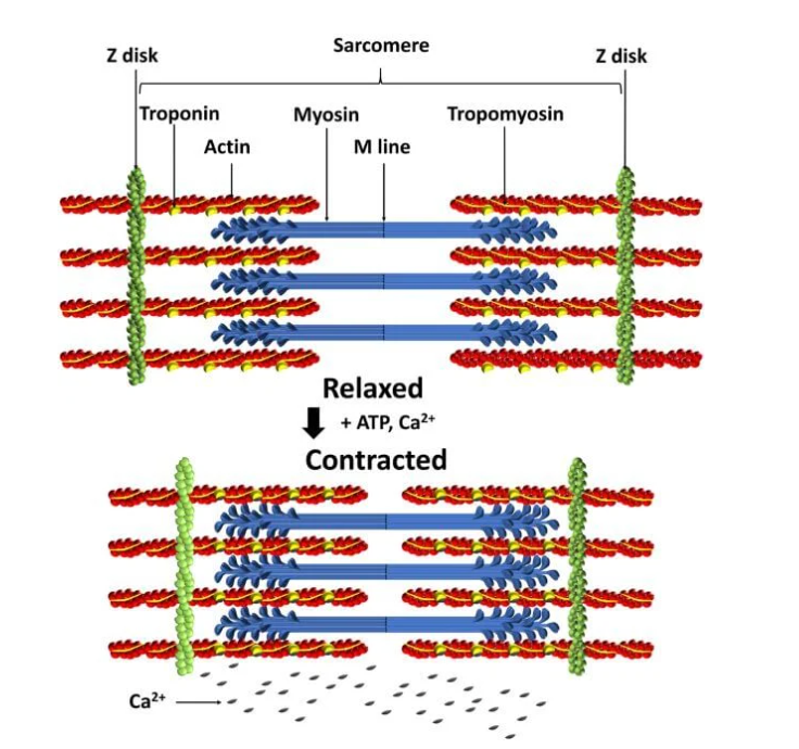 Showing the internal mechanics of a sarcomere in its relaxed and contracted states