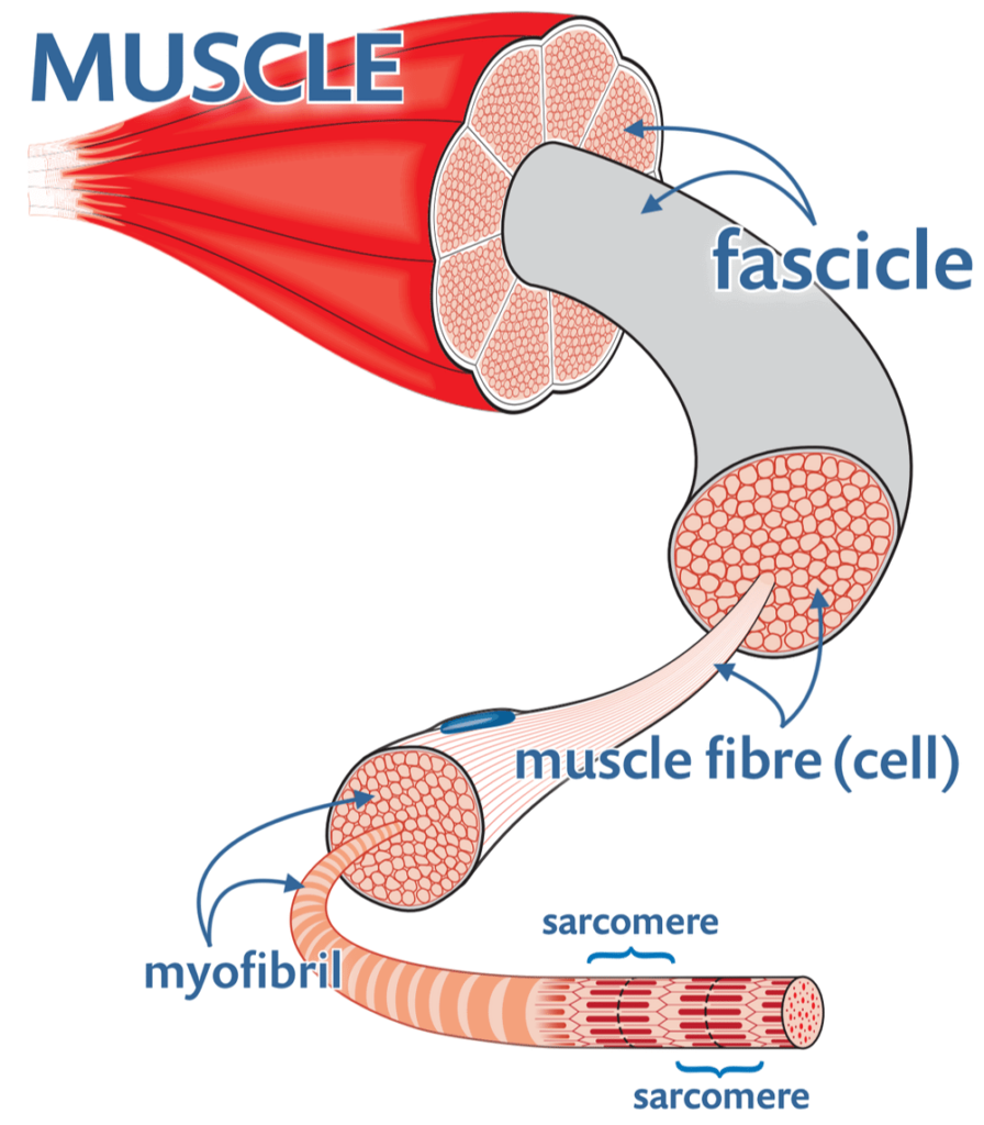 Muscle composition breakdown. Showing muscles are made of fascicles, muscle fibers, myofibrils and finally sarcomeres